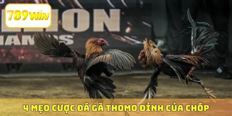 4 mẹo cược đá gà Thomo đỉnh của chóp