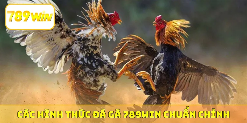 Các hình thức đá gà 789Win chuẩn chỉnh