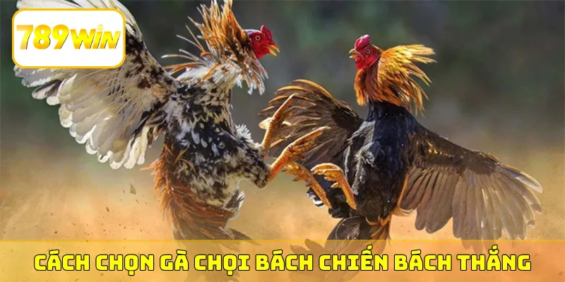 Cách chọn gà chọi bách chiến bách thắng