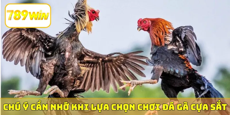 Chú ý cần nhớ khi lựa chọn chơi đá gà cựa sắt