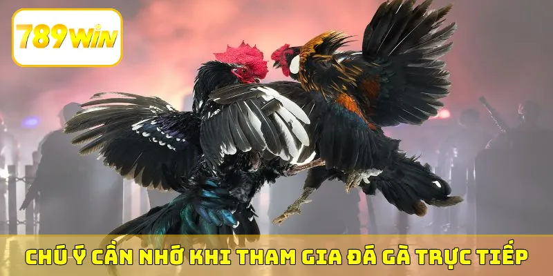 Chú ý cần nhớ khi tham gia đá gà trực tiếp
