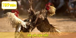 đá gà cựa sắt
