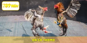 đá gà Thomo