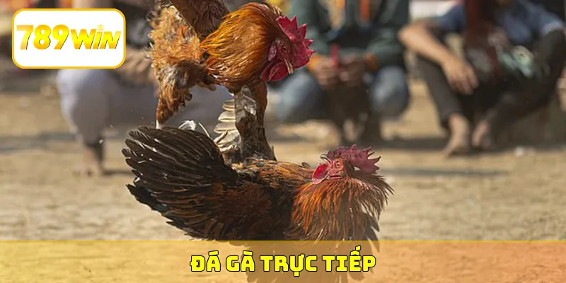 đá gà trực tiếp