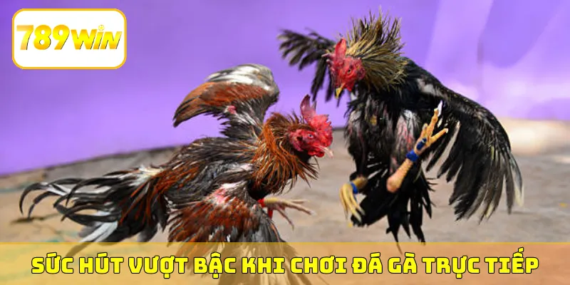 Sức hút vượt bậc khi chơi đá gà trực tiếp