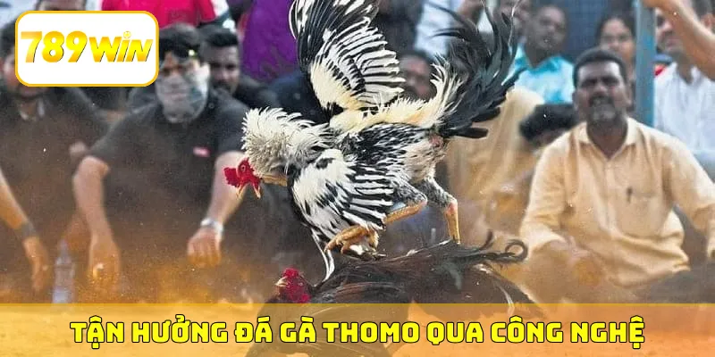 Tận hưởng đá gà Thomo qua hệ thống công nghệ