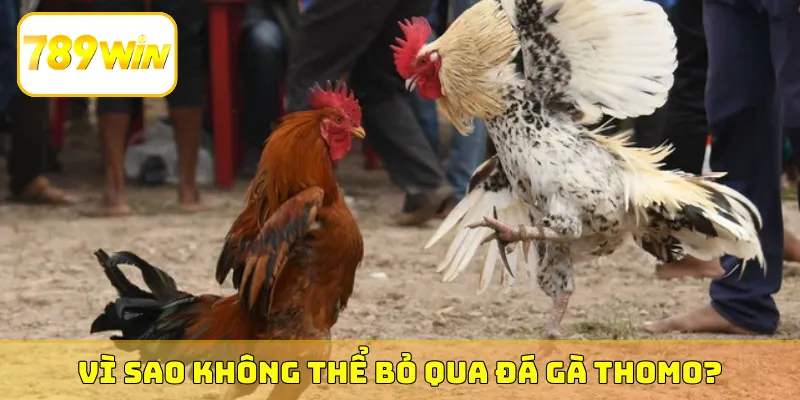 Vì sao không thể bỏ qua các trận đá gà Thomo?